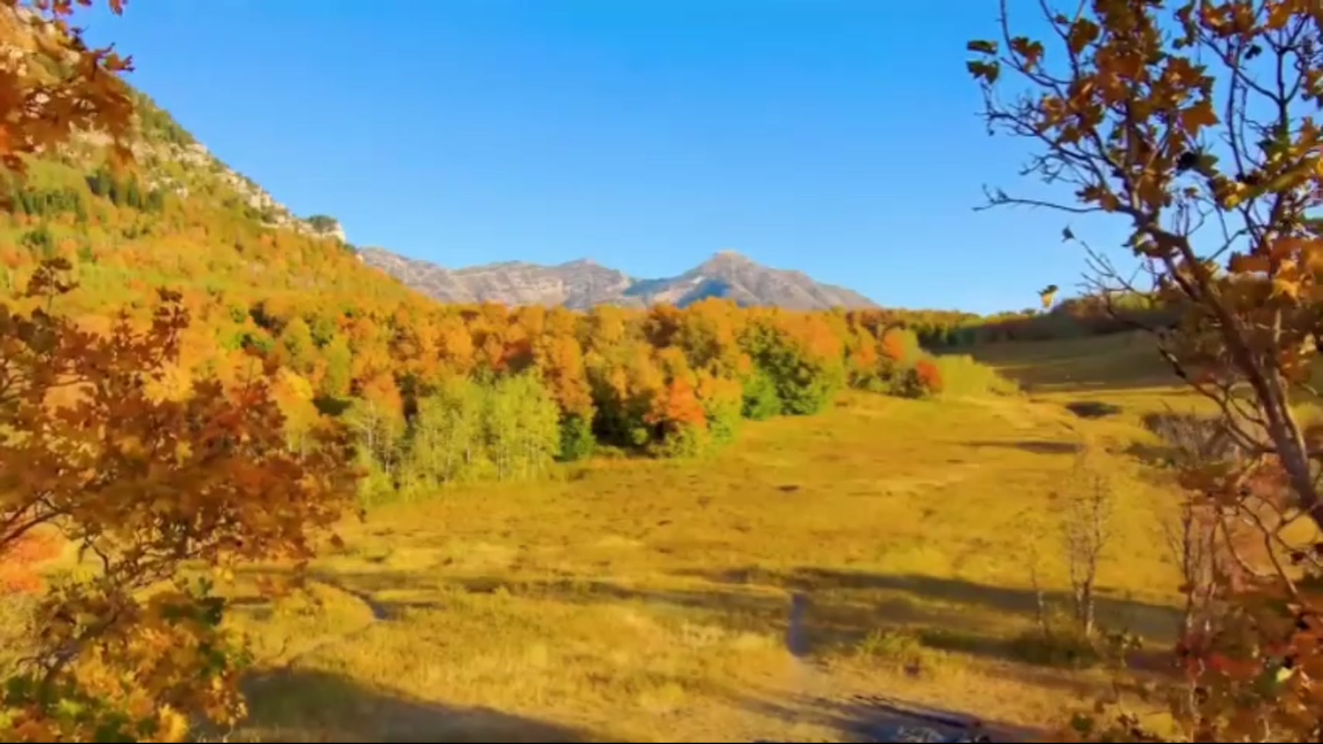 Video still from Autumn Gold